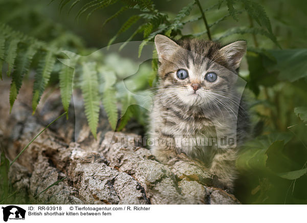 Britisch Kurzhaar Ktzchen zwischen Farn / British shorthair kitten between fern / RR-93918
