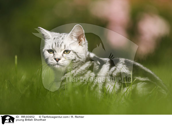 junge Britisch Kurzhaar / young British Shorthair / RR-93952