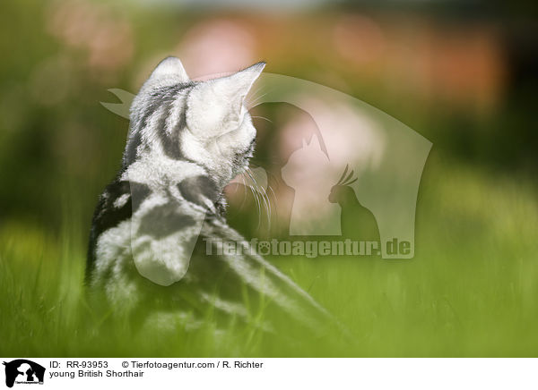 junge Britisch Kurzhaar / young British Shorthair / RR-93953