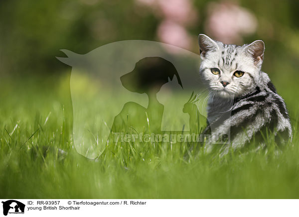 junge Britisch Kurzhaar / young British Shorthair / RR-93957