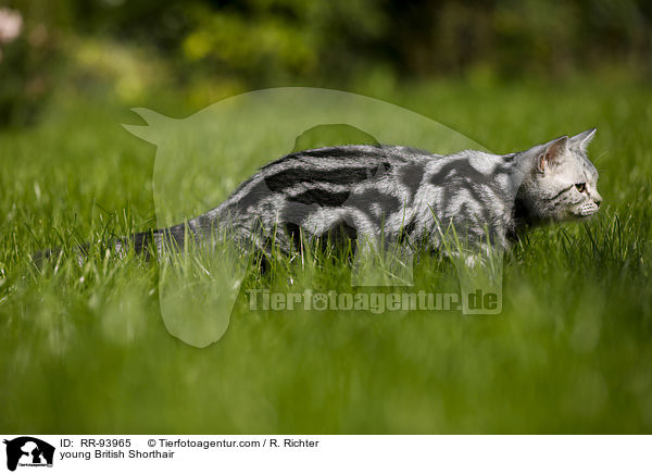 junge Britisch Kurzhaar / young British Shorthair / RR-93965