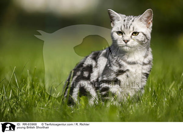 junge Britisch Kurzhaar / young British Shorthair / RR-93966