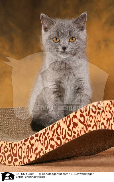 Britisch Kurzhaar Ktzchen / British Shorthair Kitten / SS-52504