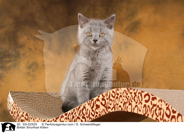 Britisch Kurzhaar Ktzchen / British Shorthair Kitten / SS-52505