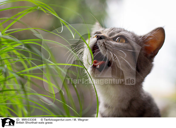 Britisch Kurzhaar frisst Gras / British Shorthair eats grass / MW-03308