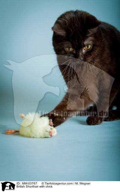 British Shorthair with chick / MW-03767