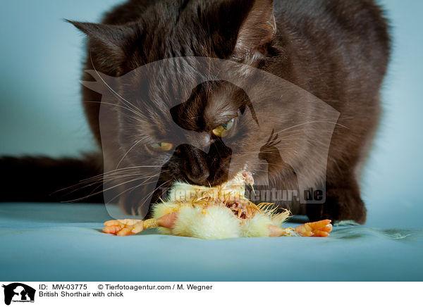 Britisch Kurzhaar mit K�ken / British Shorthair with chick / MW-03775