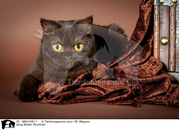 liegende Britisch Kurzhaar / lying British Shorthair / MW-03811