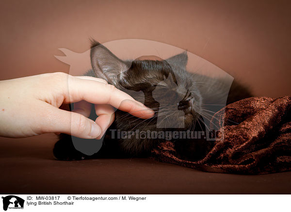 liegende Britisch Kurzhaar / lying British Shorthair / MW-03817