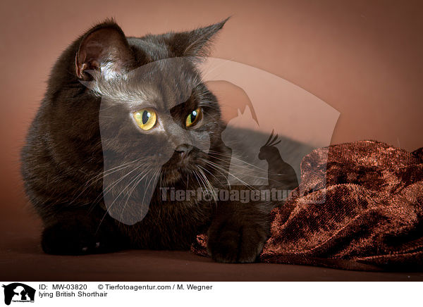 liegende Britisch Kurzhaar / lying British Shorthair / MW-03820