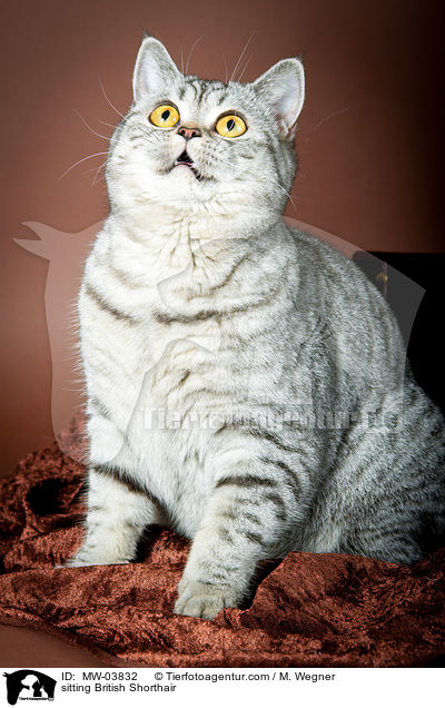 sitzende Britisch Kurzhaar / sitting British Shorthair / MW-03832