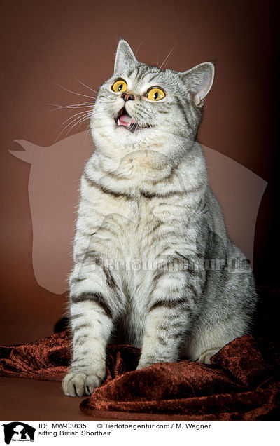 sitzende Britisch Kurzhaar / sitting British Shorthair / MW-03835