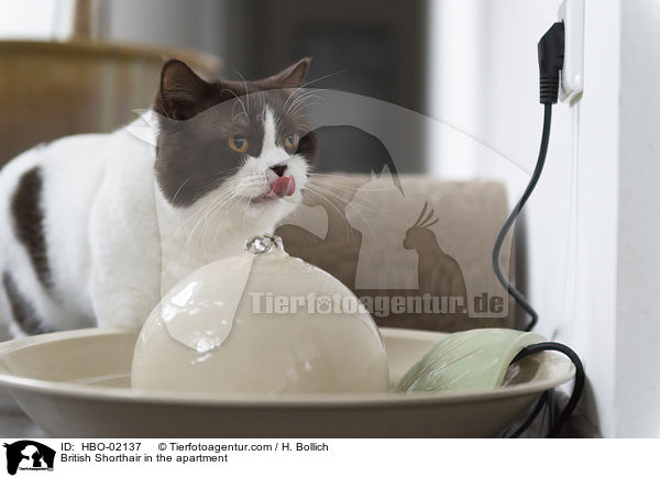 Britisch Kurzhaar in der Wohnung / British Shorthair in the apartment / HBO-02137