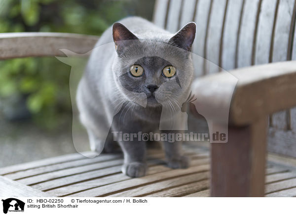 sitting British Shorthair / HBO-02250