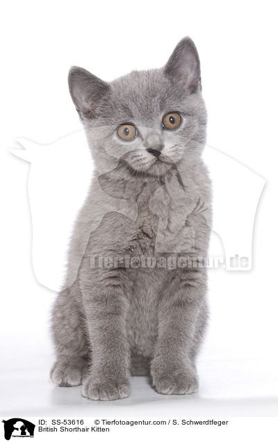 British Shorthair Kitten / SS-53616