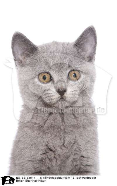 British Shorthair Kitten / SS-53617