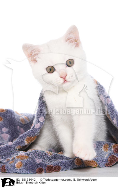 Britisch Kurzhaar Ktzchen / British Shorthair Kitten / SS-53642