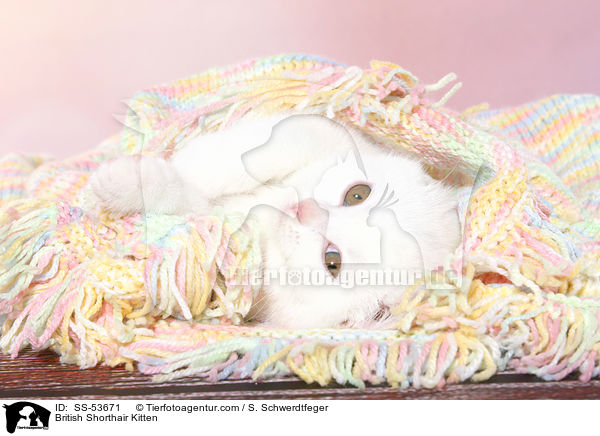Britisch Kurzhaar K�tzchen / British Shorthair Kitten / SS-53671