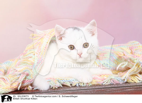 Britisch Kurzhaar K�tzchen / British Shorthair Kitten / SS-53673