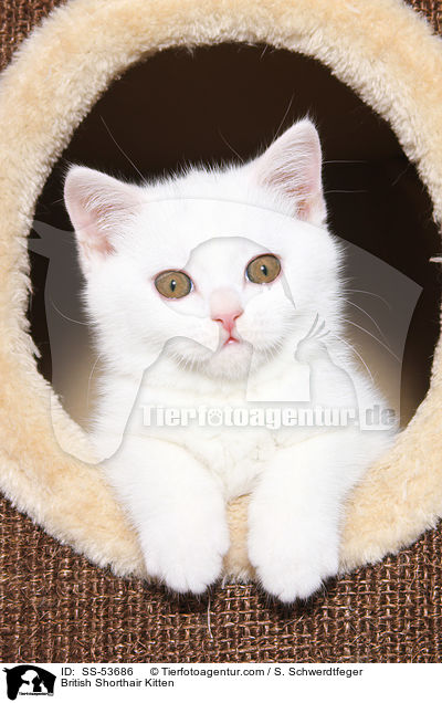 Britisch Kurzhaar Ktzchen / British Shorthair Kitten / SS-53686