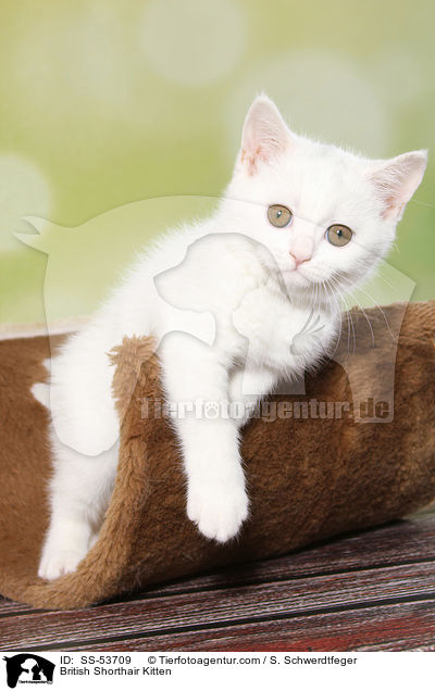 Britisch Kurzhaar Ktzchen / British Shorthair Kitten / SS-53709