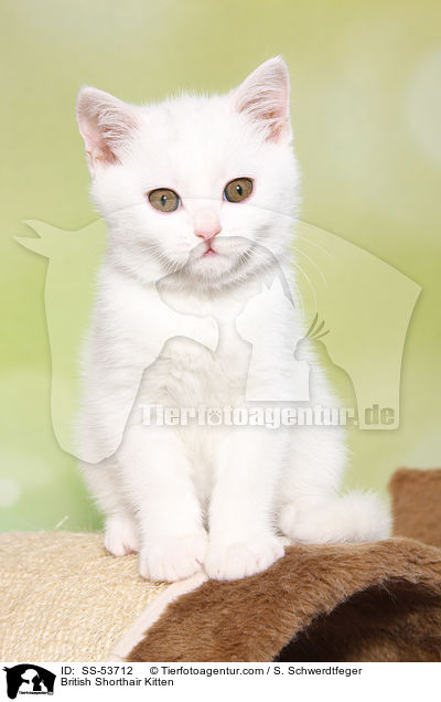 Britisch Kurzhaar Ktzchen / British Shorthair Kitten / SS-53712