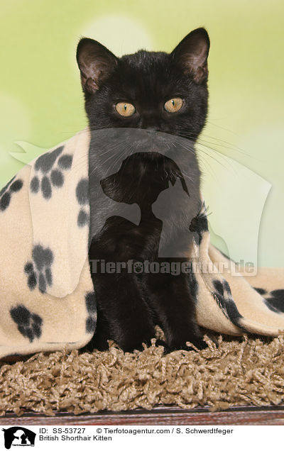 Britisch Kurzhaar K�tzchen / British Shorthair Kitten / SS-53727