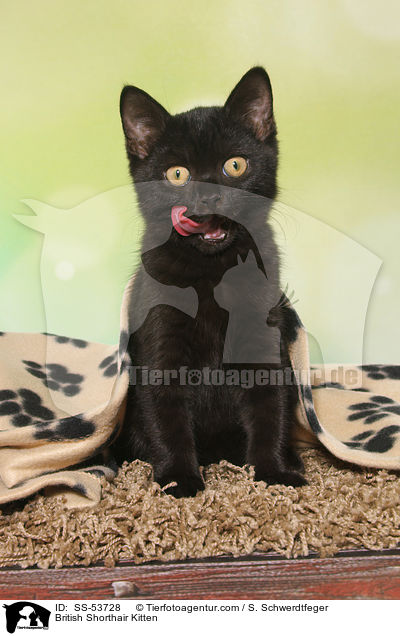 Britisch Kurzhaar Ktzchen / British Shorthair Kitten / SS-53728