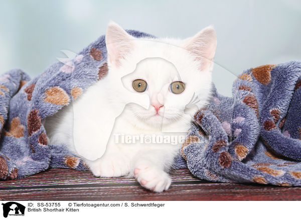 Britisch Kurzhaar Ktzchen / British Shorthair Kitten / SS-53755