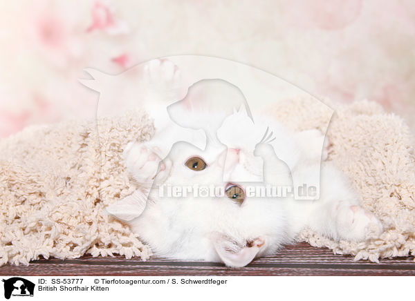 Britisch Kurzhaar Ktzchen / British Shorthair Kitten / SS-53777