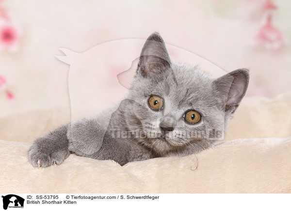 British Shorthair Kitten / SS-53795