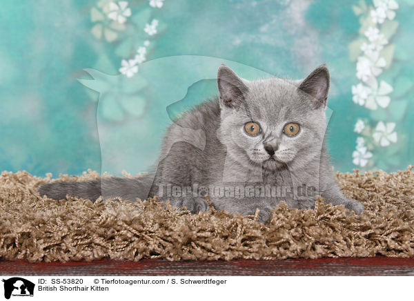 Britisch Kurzhaar Ktzchen / British Shorthair Kitten / SS-53820