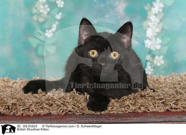 Britisch Kurzhaar Ktzchen / British Shorthair Kitten / SS-53823