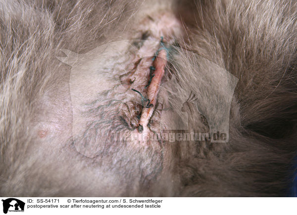 Operationsnarbe nach Kastration bei Hodenhochstand / postoperative scar after neutering at undescended testicle / SS-54171