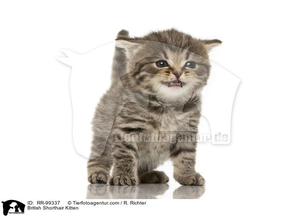 Britisch Kurzhaar K�tzchen / British Shorthair Kitten / RR-99337