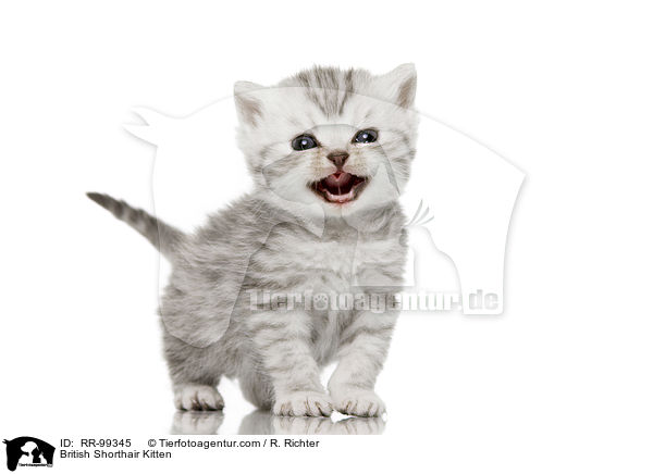 Britisch Kurzhaar K�tzchen / British Shorthair Kitten / RR-99345