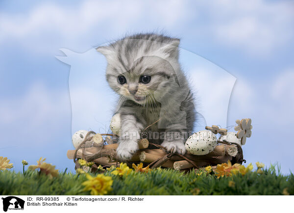 Britisch Kurzhaar K�tzchen / British Shorthair Kitten / RR-99385
