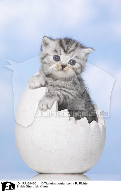 Britisch Kurzhaar Ktzchen / British Shorthair Kitten / RR-99406