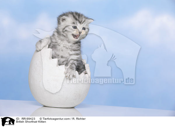 Britisch Kurzhaar Ktzchen / British Shorthair Kitten / RR-99423