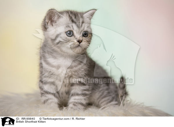 Britisch Kurzhaar Ktzchen / British Shorthair Kitten / RR-99840