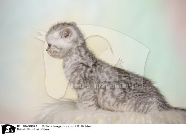 Britisch Kurzhaar Ktzchen / British Shorthair Kitten / RR-99841