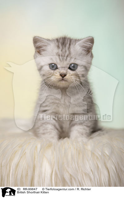 Britisch Kurzhaar Ktzchen / British Shorthair Kitten / RR-99847