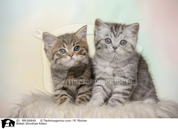 Britisch Kurzhaar Ktzchen / British Shorthair Kitten / RR-99848