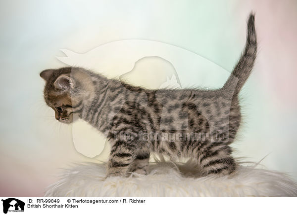 Britisch Kurzhaar Ktzchen / British Shorthair Kitten / RR-99849