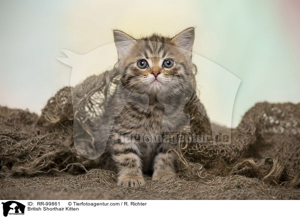 Britisch Kurzhaar Ktzchen / British Shorthair Kitten / RR-99861
