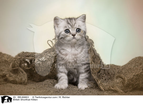 Britisch Kurzhaar Ktzchen / British Shorthair Kitten / RR-99863