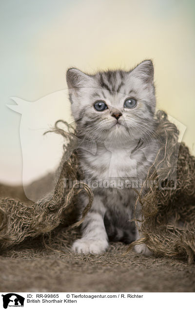 Britisch Kurzhaar Ktzchen / British Shorthair Kitten / RR-99865