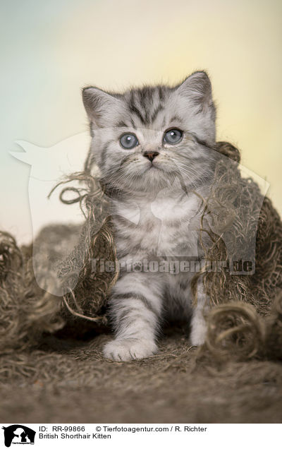 Britisch Kurzhaar Ktzchen / British Shorthair Kitten / RR-99866