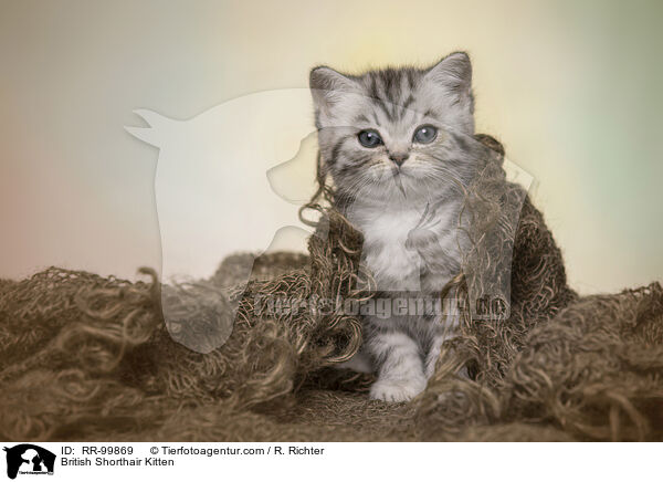 Britisch Kurzhaar Ktzchen / British Shorthair Kitten / RR-99869