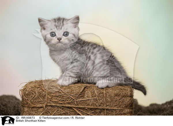 Britisch Kurzhaar Ktzchen / British Shorthair Kitten / RR-99873